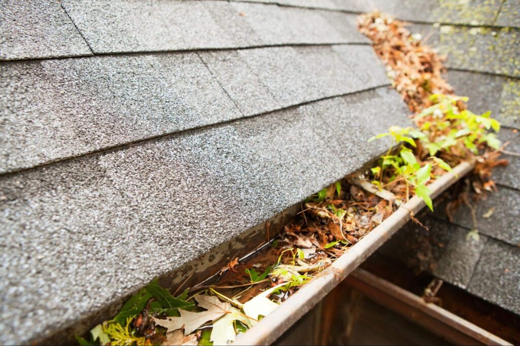 Clogged roof gutters filled with leaves and pine straw