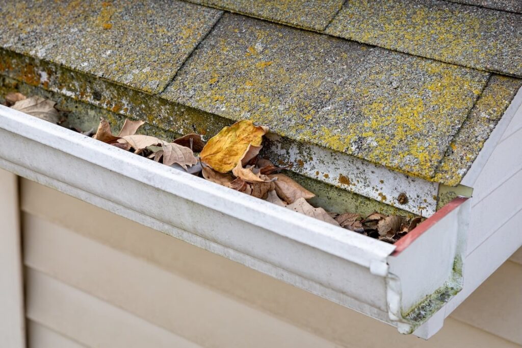 How to stop Mold on your roof in Raleigh