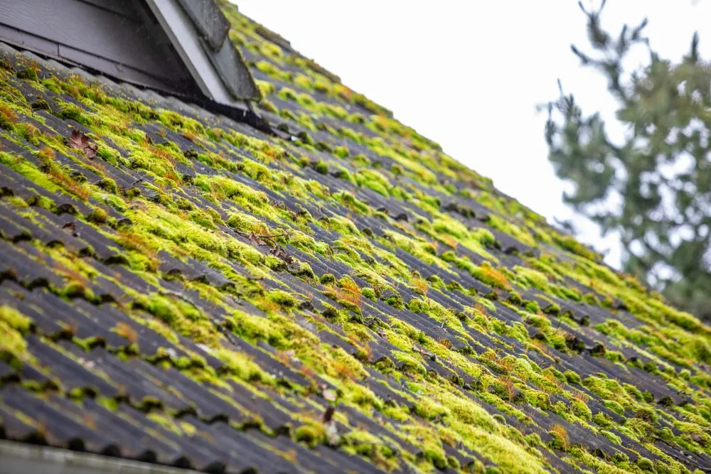 Clean asphalt shingles filled with Algae Riley, NC.
